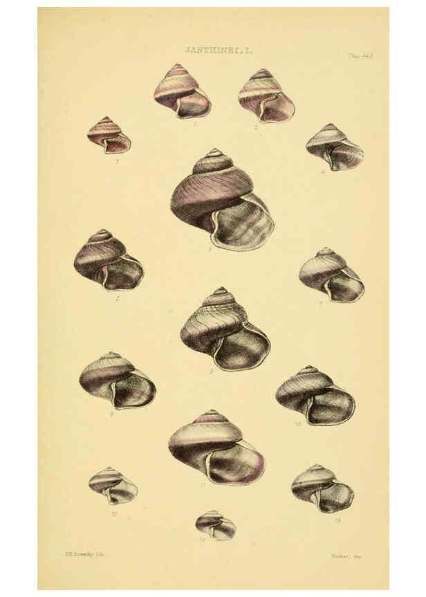 Reproducción/Reproduction 6103392826: Thesaurus conchyliorum, or, Monographs of genera of shells v.5 plates. London :Sowerby ...,1847-1887