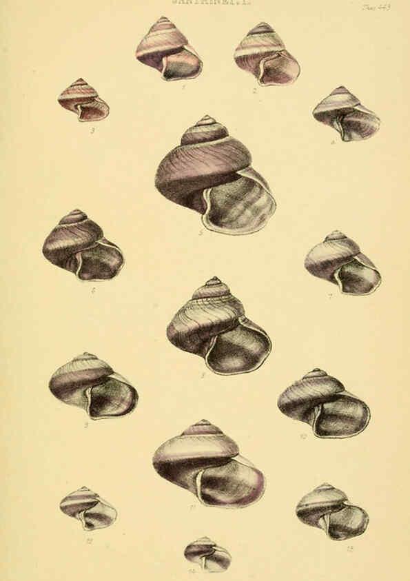 Reproducción/Reproduction 6103392826: Thesaurus conchyliorum, or, Monographs of genera of shells v.5 plates. London :Sowerby ...,1847-1887