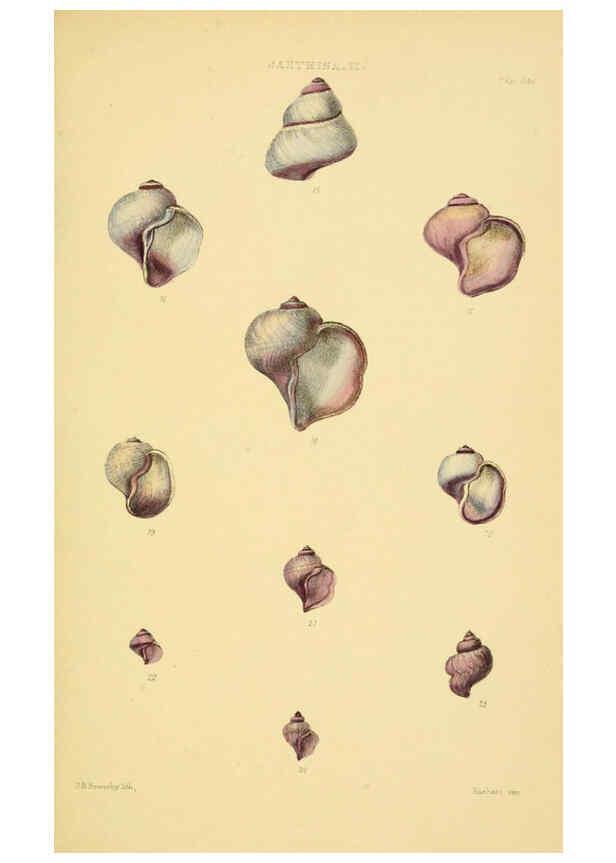 Reproducción/Reproduction 6102847021: Thesaurus conchyliorum, or, Monographs of genera of shells v.5 plates. London :Sowerby ...,1847-1887