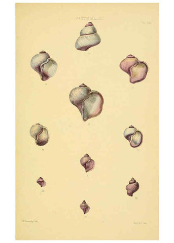 Reproducción/Reproduction 6102847021: Thesaurus conchyliorum, or, Monographs of genera of shells v.5 plates. London :Sowerby ...,1847-1887