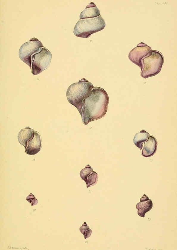 Reproducción/Reproduction 6102847021: Thesaurus conchyliorum, or, Monographs of genera of shells v.5 plates. London :Sowerby ...,1847-1887