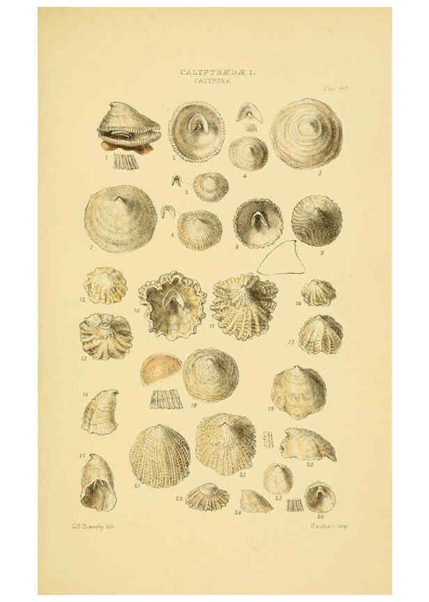 Reproducción/Reproduction 6103393302: Thesaurus conchyliorum, or, Monographs of genera of shells v.5 plates. London :Sowerby ...,1847-1887