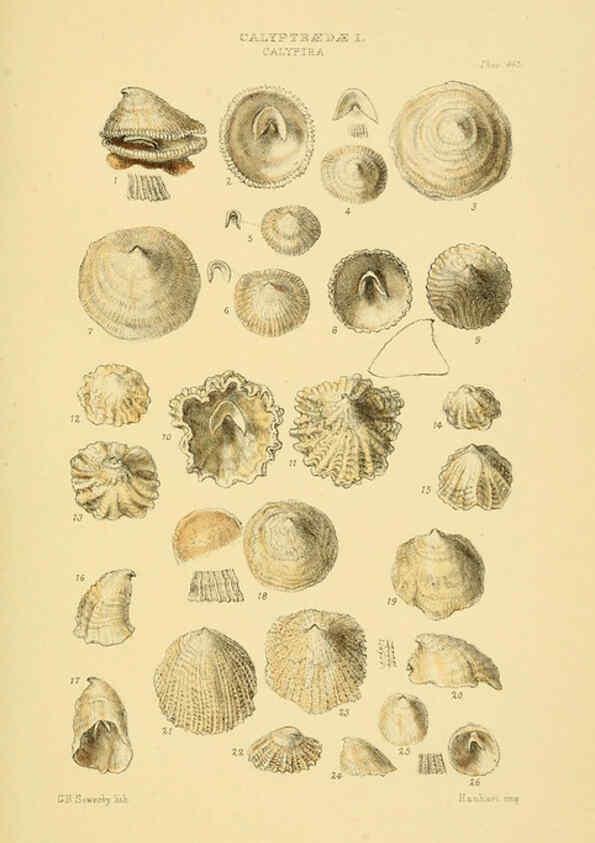 Reproducción/Reproduction 6103393302: Thesaurus conchyliorum, or, Monographs of genera of shells v.5 plates. London :Sowerby ...,1847-1887