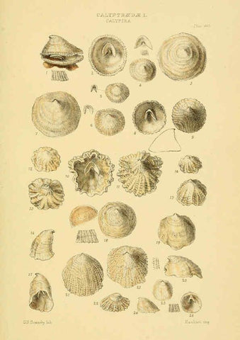 Reproducción/Reproduction 6103393302: Thesaurus conchyliorum, or, Monographs of genera of shells v.5 plates. London :Sowerby ...,1847-1887