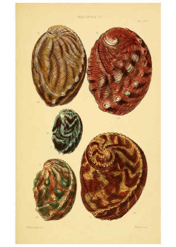 Reproducción/Reproduction 6102844041: Thesaurus conchyliorum, or, Monographs of genera of shells v.5 plates. London :Sowerby ...,1847-1887