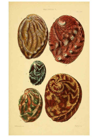 Reproducción/Reproduction 6102844041: Thesaurus conchyliorum, or, Monographs of genera of shells v.5 plates. London :Sowerby ...,1847-1887