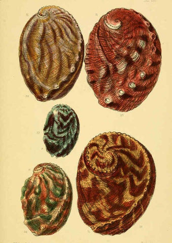Reproducción/Reproduction 6102844041: Thesaurus conchyliorum, or, Monographs of genera of shells v.5 plates. London :Sowerby ...,1847-1887