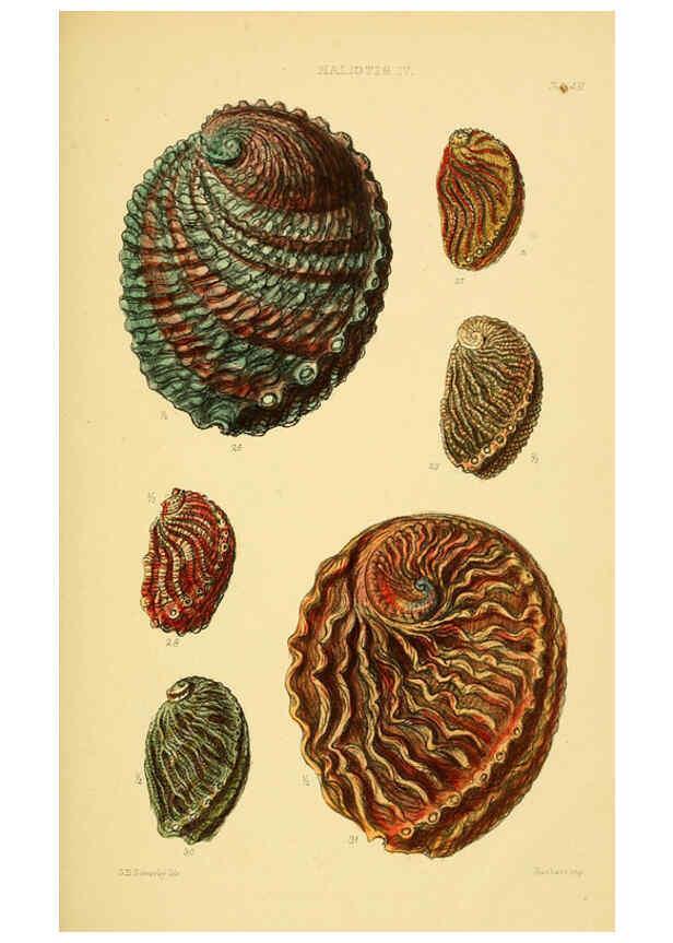 Reproducción/Reproduction 6103389984: Thesaurus conchyliorum, or, Monographs of genera of shells v.5 plates. London :Sowerby ...,1847-1887