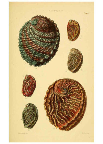 Reproducción/Reproduction 6103389984: Thesaurus conchyliorum, or, Monographs of genera of shells v.5 plates. London :Sowerby ...,1847-1887