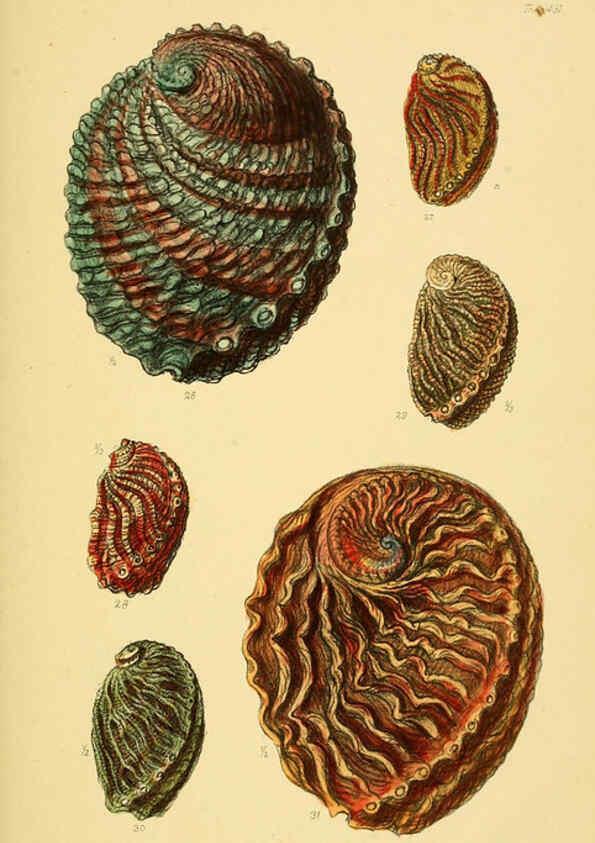 Reproducción/Reproduction 6103389984: Thesaurus conchyliorum, or, Monographs of genera of shells v.5 plates. London :Sowerby ...,1847-1887