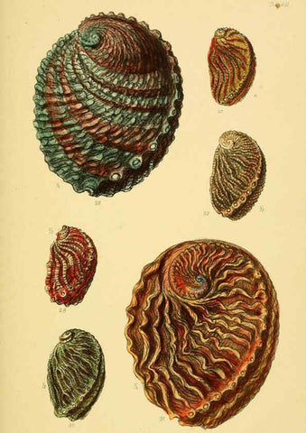 Reproducción/Reproduction 6103389984: Thesaurus conchyliorum, or, Monographs of genera of shells v.5 plates. London :Sowerby ...,1847-1887