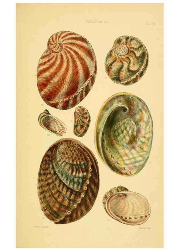 Reproducción/Reproduction 6102843679: Thesaurus conchyliorum, or, Monographs of genera of shells v.5 plates. London :Sowerby ...,1847-1887