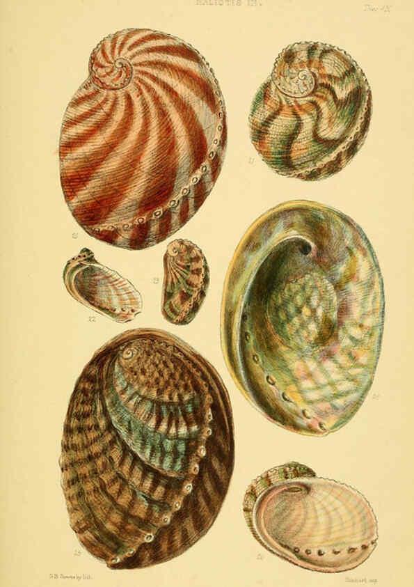 Reproducción/Reproduction 6102843679: Thesaurus conchyliorum, or, Monographs of genera of shells v.5 plates. London :Sowerby ...,1847-1887