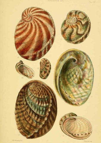 Reproducción/Reproduction 6102843679: Thesaurus conchyliorum, or, Monographs of genera of shells v.5 plates. London :Sowerby ...,1847-1887
