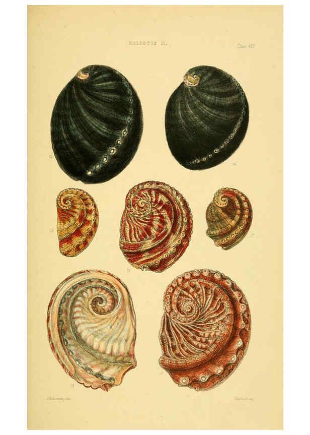 Reproducción/Reproduction 6103389554: Thesaurus conchyliorum, or, Monographs of genera of shells v.5 plates. London :Sowerby ...,1847-1887