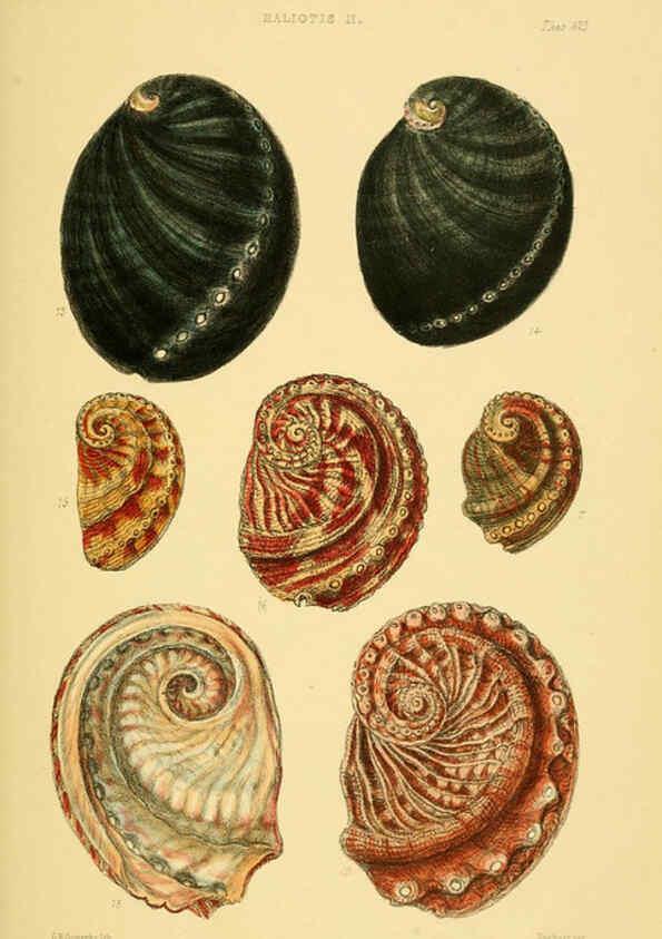 Reproducción/Reproduction 6103389554: Thesaurus conchyliorum, or, Monographs of genera of shells v.5 plates. London :Sowerby ...,1847-1887
