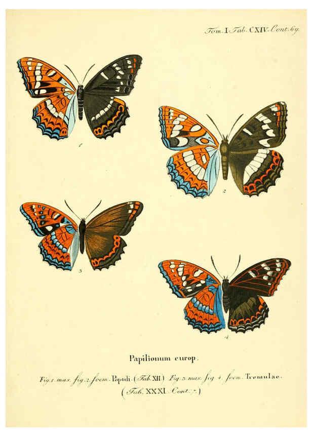 Reproducción/Reproduction 6103328418: Die Schmetterlinge in Abbildungen nach der Natur. v.1 plates. Leipzig :T.O. Weigel,[1829-1839] 