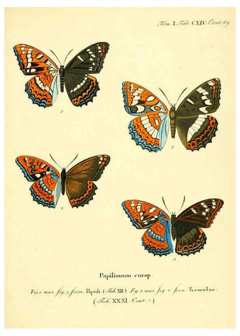 Reproducción/Reproduction 6103328418: Die Schmetterlinge in Abbildungen nach der Natur. v.1 plates. Leipzig :T.O. Weigel,[1829-1839] 