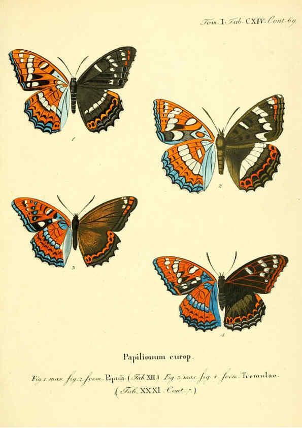 Reproducción/Reproduction 6103328418: Die Schmetterlinge in Abbildungen nach der Natur. v.1 plates. Leipzig :T.O. Weigel,[1829-1839] 