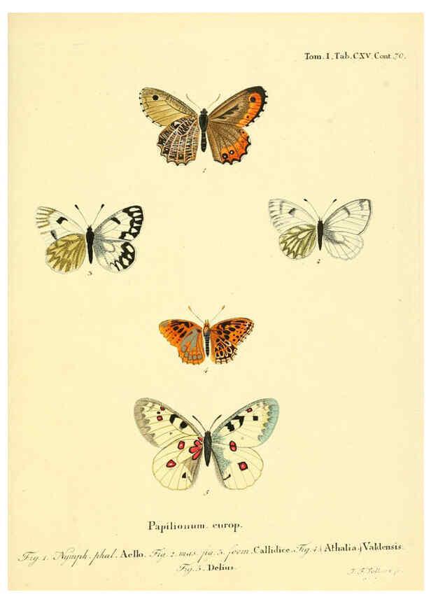 Reproducción/Reproduction 6102782765: Die Schmetterlinge in Abbildungen nach der Natur. v.1 plates. Leipzig :T.O. Weigel,[1829-1839] 