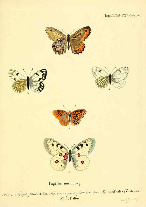 Reproducción/Reproduction 6102782765: Die Schmetterlinge in Abbildungen nach der Natur. v.1 plates. Leipzig :T.O. Weigel,[1829-1839] 