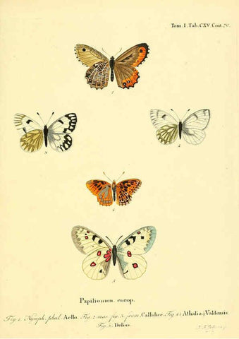 Reproducción/Reproduction 6102782765: Die Schmetterlinge in Abbildungen nach der Natur. v.1 plates. Leipzig :T.O. Weigel,[1829-1839] 