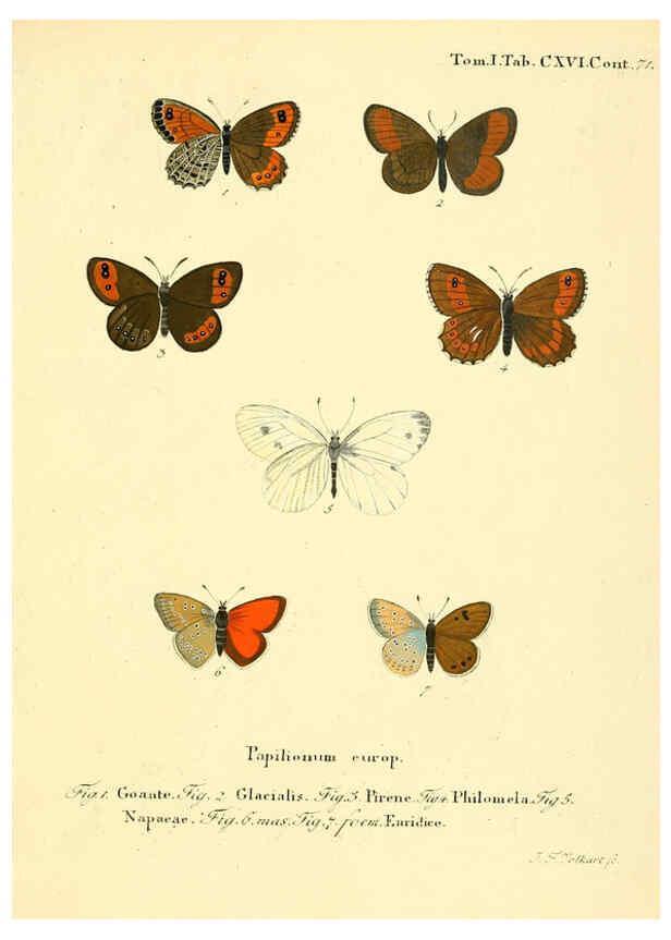 Reproducción/Reproduction 6103329078: Die Schmetterlinge in Abbildungen nach der Natur. v.1 plates. Leipzig :T.O. Weigel,[1829-1839] 