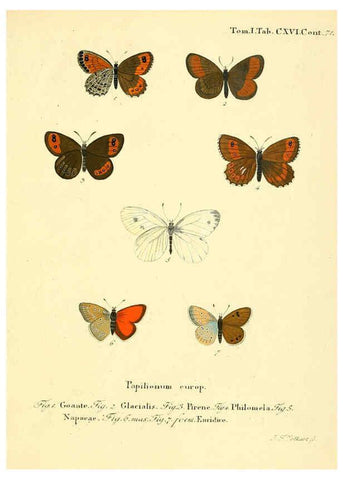 Reproducción/Reproduction 6103329078: Die Schmetterlinge in Abbildungen nach der Natur. v.1 plates. Leipzig :T.O. Weigel,[1829-1839] 