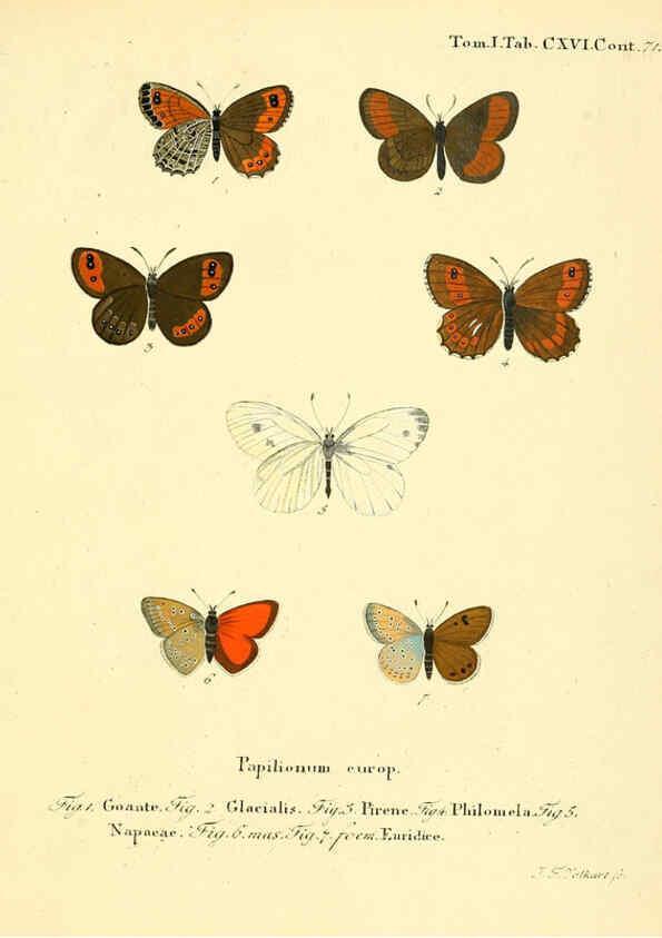 Reproducción/Reproduction 6103329078: Die Schmetterlinge in Abbildungen nach der Natur. v.1 plates. Leipzig :T.O. Weigel,[1829-1839] 