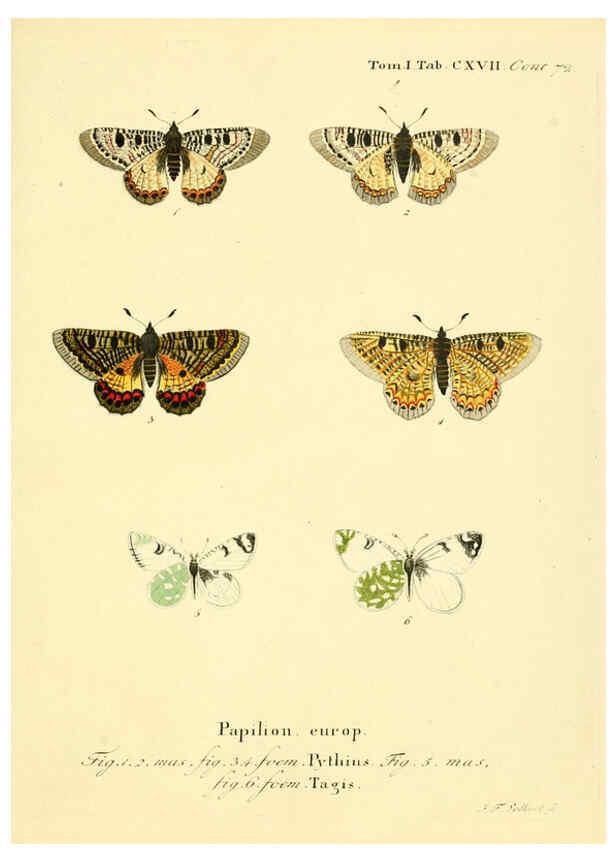 Reproducción/Reproduction 6103329410: Die Schmetterlinge in Abbildungen nach der Natur. v.1 plates. Leipzig :T.O. Weigel,[1829-1839] 