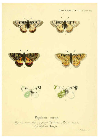 Reproducción/Reproduction 6103329410: Die Schmetterlinge in Abbildungen nach der Natur. v.1 plates. Leipzig :T.O. Weigel,[1829-1839] 