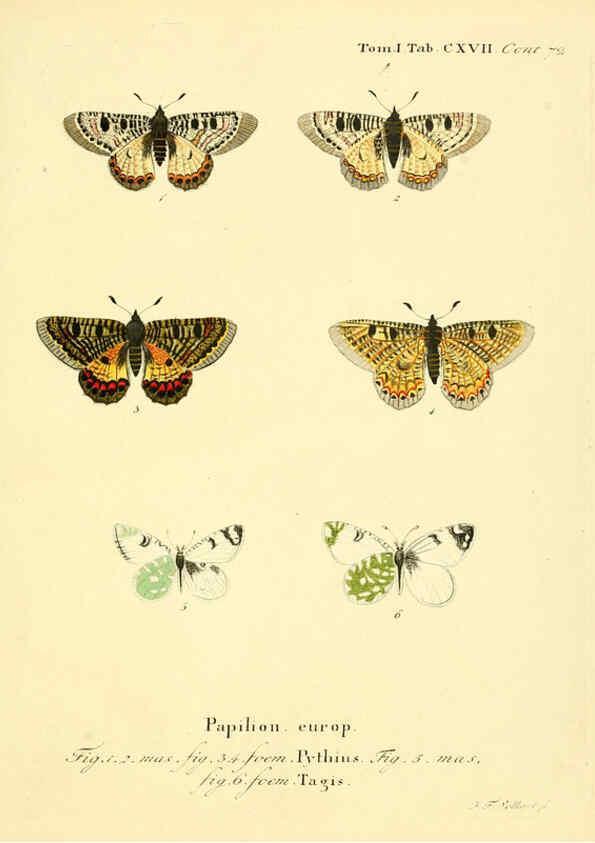 Reproducción/Reproduction 6103329410: Die Schmetterlinge in Abbildungen nach der Natur. v.1 plates. Leipzig :T.O. Weigel,[1829-1839] 