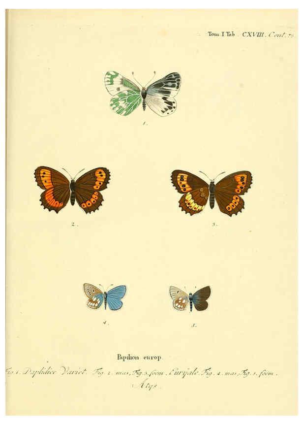 Reproducción/Reproduction 6102783565: Die Schmetterlinge in Abbildungen nach der Natur. v.1 plates. Leipzig :T.O. Weigel,[1829-1839] 