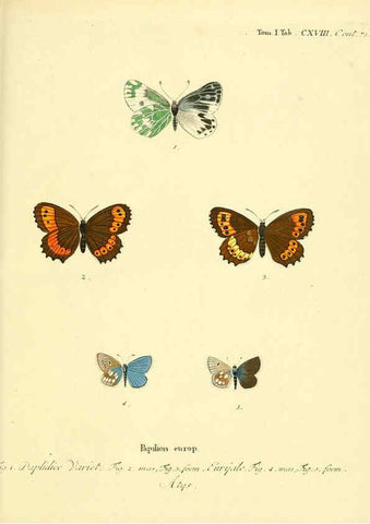 Reproducción/Reproduction 6102783565: Die Schmetterlinge in Abbildungen nach der Natur. v.1 plates. Leipzig :T.O. Weigel,[1829-1839] 