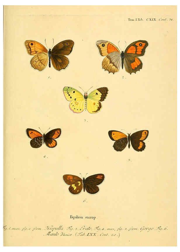 Reproducción/Reproduction 6103329932: Die Schmetterlinge in Abbildungen nach der Natur. v.1 plates. Leipzig :T.O. Weigel,[1829-1839] 