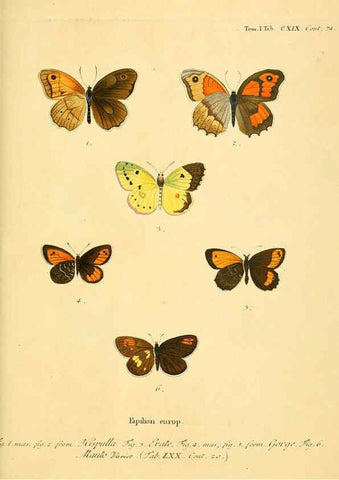 Reproducción/Reproduction 6103329932: Die Schmetterlinge in Abbildungen nach der Natur. v.1 plates. Leipzig :T.O. Weigel,[1829-1839] 