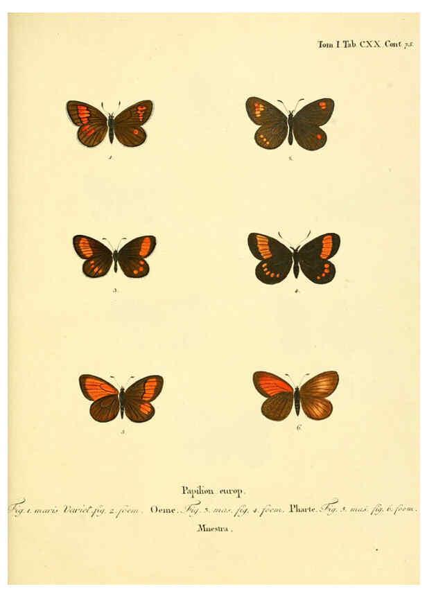 Reproducción/Reproduction 6102784091: Die Schmetterlinge in Abbildungen nach der Natur. v.1 plates. Leipzig :T.O. Weigel,[1829-1839] 