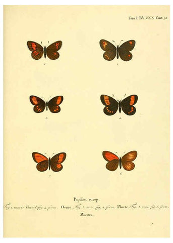 Reproducción/Reproduction 6102784091: Die Schmetterlinge in Abbildungen nach der Natur. v.1 plates. Leipzig :T.O. Weigel,[1829-1839] 