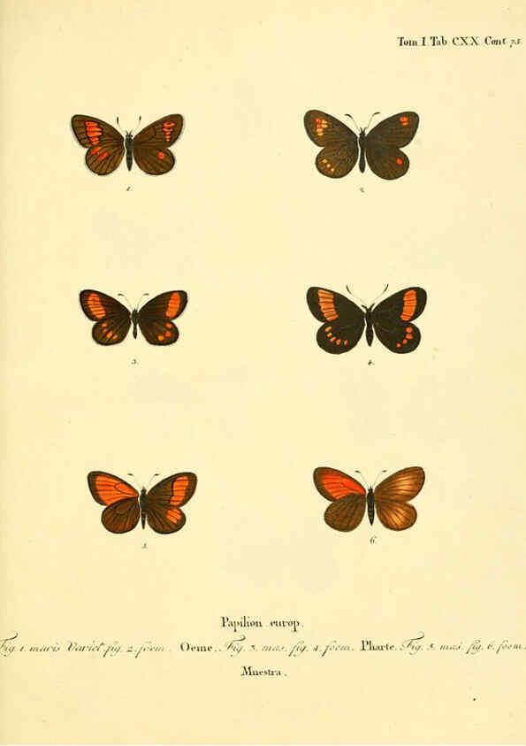 Reproducción/Reproduction 6102784091: Die Schmetterlinge in Abbildungen nach der Natur. v.1 plates. Leipzig :T.O. Weigel,[1829-1839] 