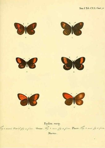 Reproducción/Reproduction 6102784091: Die Schmetterlinge in Abbildungen nach der Natur. v.1 plates. Leipzig :T.O. Weigel,[1829-1839] 