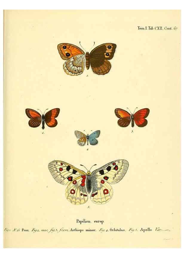 Reproducción/Reproduction 6102781873: Die Schmetterlinge in Abbildungen nach der Natur. v.1 plates. Leipzig :T.O. Weigel,[1829-1839] 