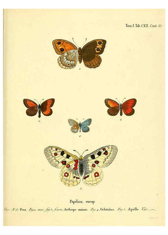 Reproducción/Reproduction 6102781873: Die Schmetterlinge in Abbildungen nach der Natur. v.1 plates. Leipzig :T.O. Weigel,[1829-1839] 