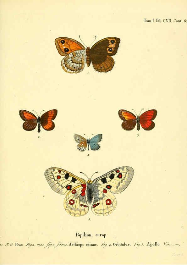 Reproducción/Reproduction 6102781873: Die Schmetterlinge in Abbildungen nach der Natur. v.1 plates. Leipzig :T.O. Weigel,[1829-1839] 