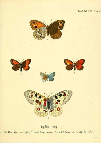 Reproducción/Reproduction 6102781873: Die Schmetterlinge in Abbildungen nach der Natur. v.1 plates. Leipzig :T.O. Weigel,[1829-1839] 