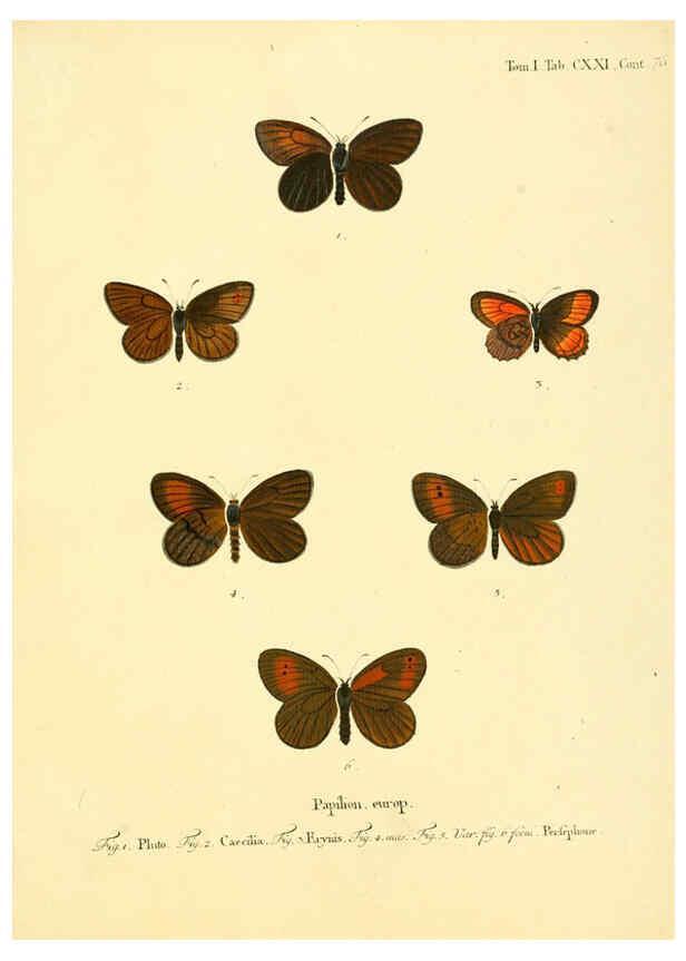 Reproducción/Reproduction 6103330332: Die Schmetterlinge in Abbildungen nach der Natur. v.1 plates. Leipzig :T.O. Weigel,[1829-1839] 