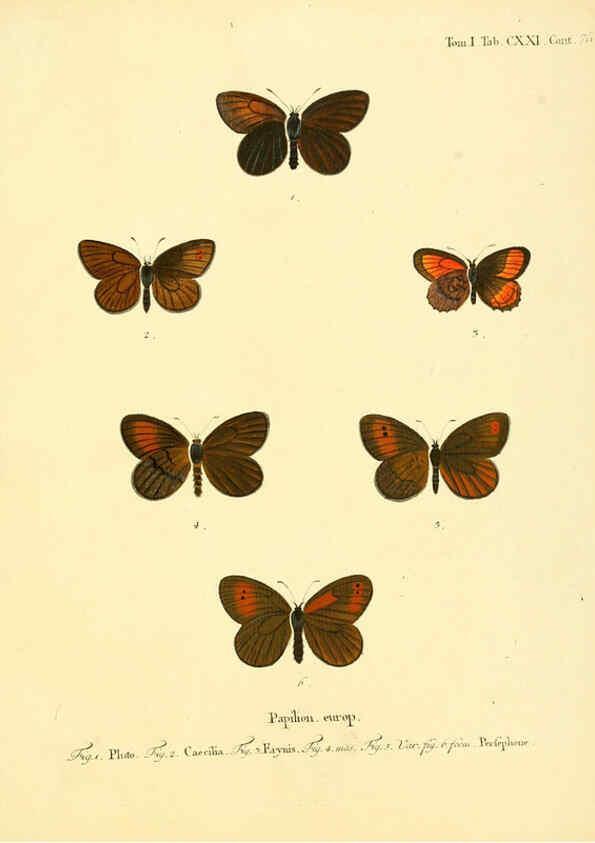 Reproducción/Reproduction 6103330332: Die Schmetterlinge in Abbildungen nach der Natur. v.1 plates. Leipzig :T.O. Weigel,[1829-1839] 