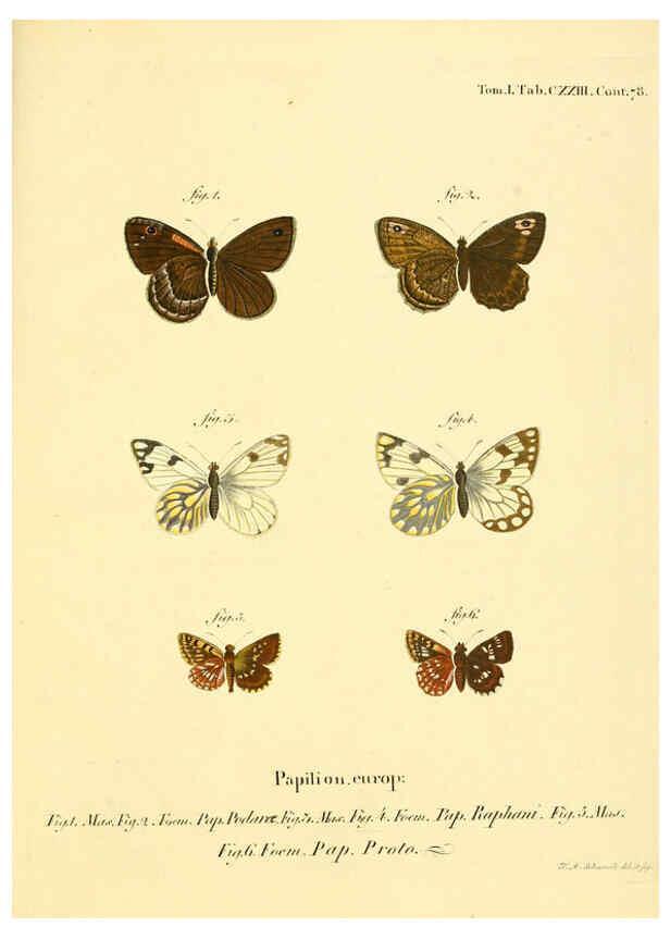 Reproducción/Reproduction 6103330872: Die Schmetterlinge in Abbildungen nach der Natur. v.1 plates. Leipzig :T.O. Weigel,[1829-1839] 