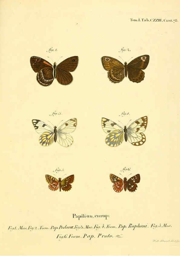 Reproducción/Reproduction 6103330872: Die Schmetterlinge in Abbildungen nach der Natur. v.1 plates. Leipzig :T.O. Weigel,[1829-1839] 