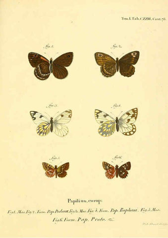 Reproducción/Reproduction 6103330872: Die Schmetterlinge in Abbildungen nach der Natur. v.1 plates. Leipzig :T.O. Weigel,[1829-1839] 