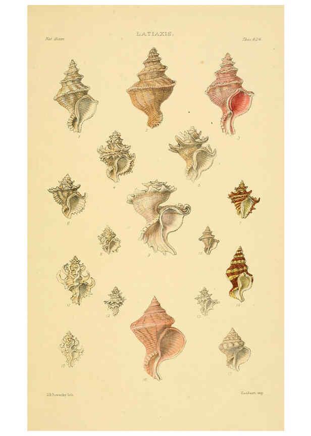 Reproducción/Reproduction 6103388520: Thesaurus conchyliorum, or, Monographs of genera of shells v.5 plates. London :Sowerby ...,1847-1887